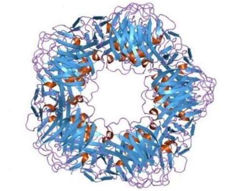 proteina c reativa-4